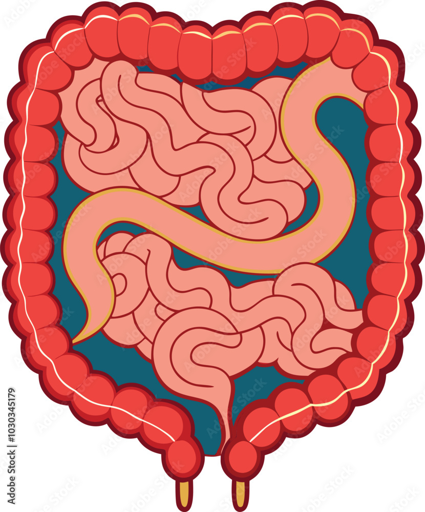 Obraz premium human intestines vector illustration graphic design