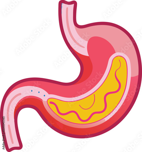 human stomach vector illustration graphic design