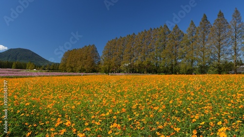 宮崎県小林市生駒高原のコスモス