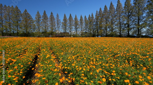 宮崎県小林市生駒高原のコスモス photo