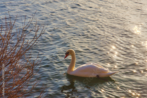 swan in the morning light