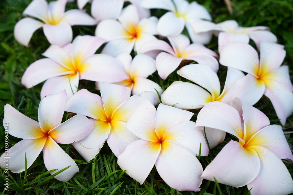Fototapeta premium Beautiful White Plumeria, Image of Tropical Paradise - 白いプルメリアの花