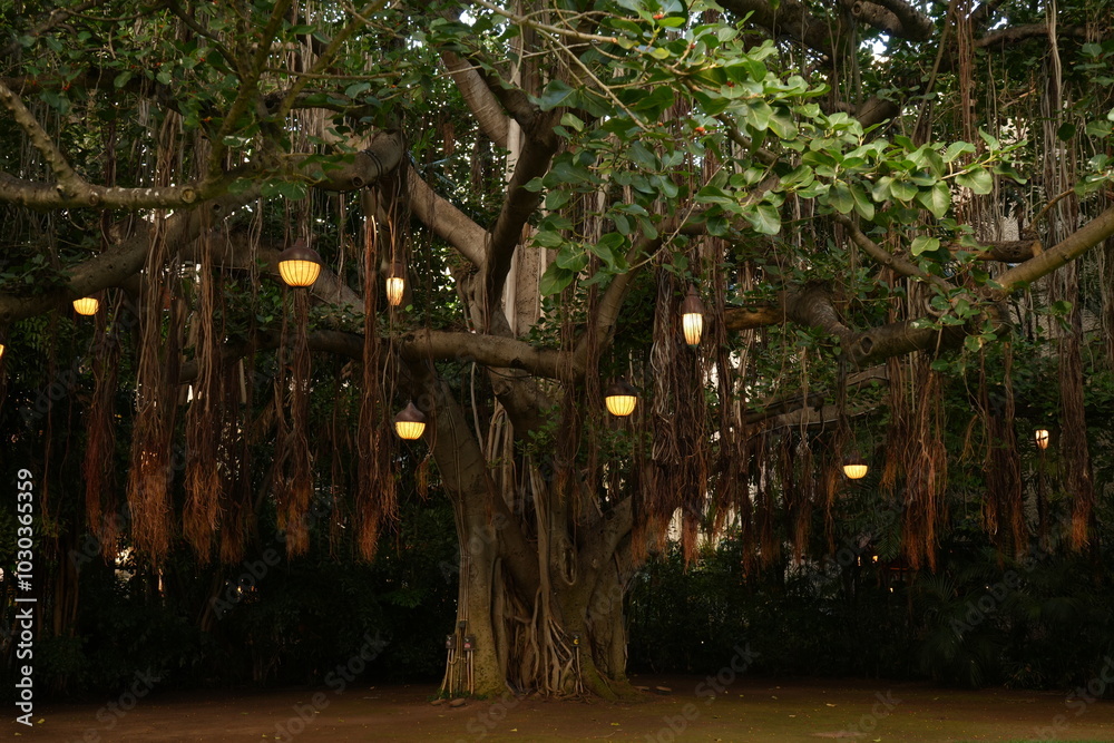Fresh Big Tree with hanging Lantern in Hidden Garden - 大きな木と緑の庭園
