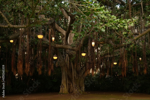 Obraz na płótnie Fresh Big Tree with hanging Lantern in Hidden Garden - 大きな木と緑の庭園 w salonie