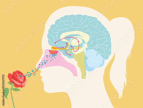 Sense of smell, anosmia, hyposmia, woman with a rose, olfactory system, medically illustration photo