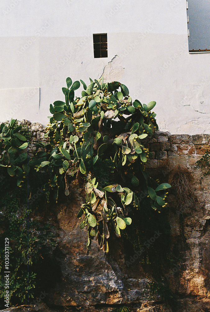 Fototapeta premium Opuncje na tle budynku