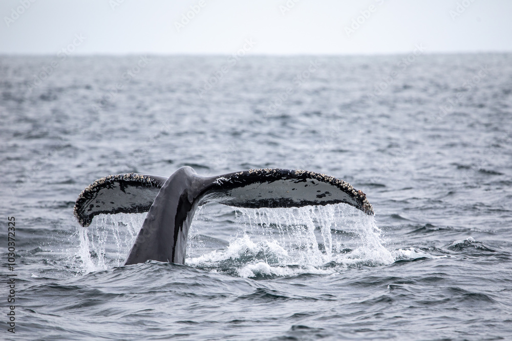 Obraz premium Whale watching trip in Monterey, California, USA