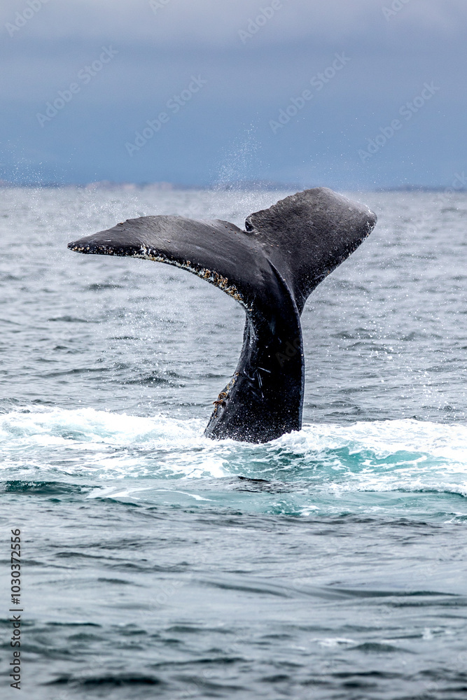 Naklejka premium Whale watching trip in Monterey, California, USA