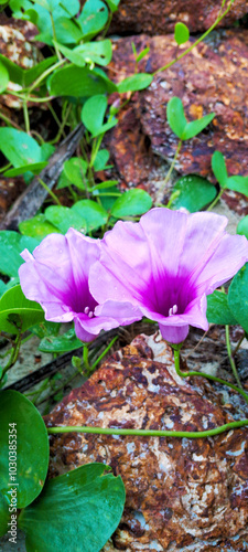 Apurple Flower photo