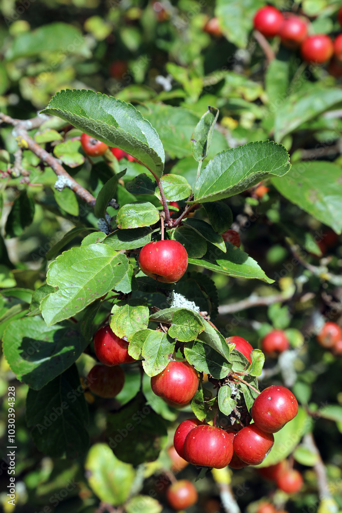 Obraz premium Closeup of sunlit red Crab Apples, Suffolk England 