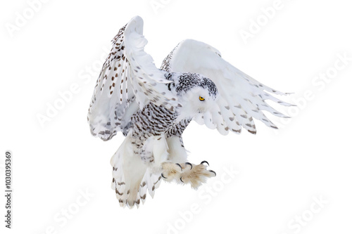 Owl in flight. Snowy owl, Bubo scandiacus, flies with spread wings, landing on rotten stump. Isolated on white background. Beautiful white polar bird with yellow eyes. Wild arctic owl hunting. Winter