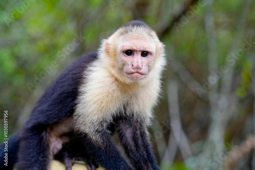 Capuchin Monkey in Costa Rica