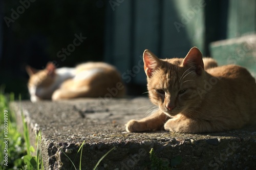 
The image shows two cats resting peacefully in the warmth of the sun. In the foreground, a light brown cat is lying on a concrete step, looking relaxed yet alert, with its eyes slightly squinted agai