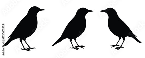 Starling Silhouette Bundle Vector illustration