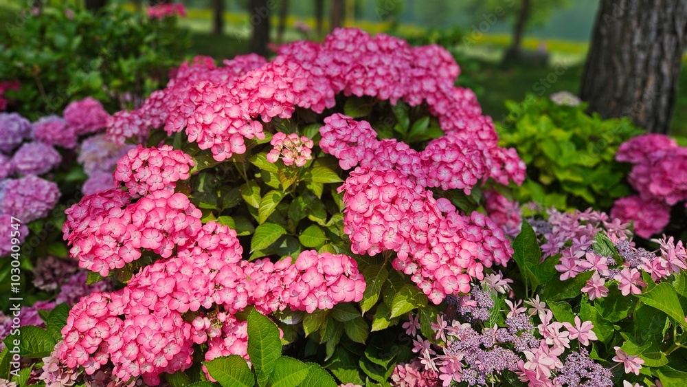 Beautifully blooming and desirable hydrangeas Beautifully blooming and desirable hydrangeas