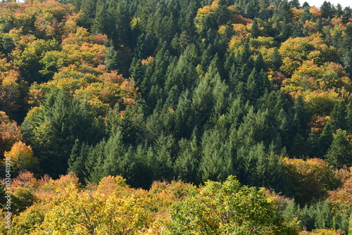 Forest in autumn in France