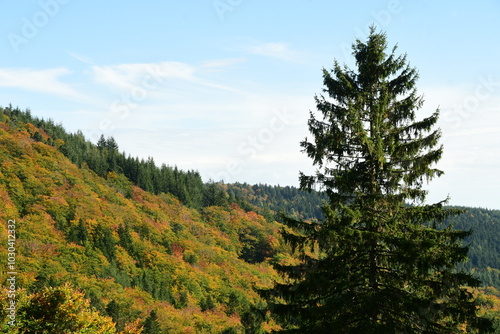 Forest in autumn in France