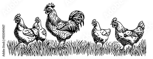 rooster hen chicken engraving black and white outline