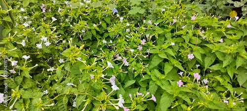 mirabilis longiflora leafs in forest of himachal pradesh india 02 photo