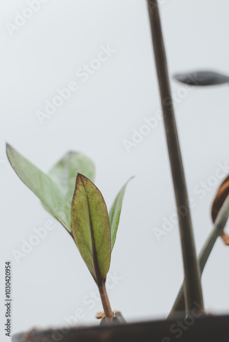 Close up of green leaves on a blurred background, Zamioculcas Zamiifolia Black, House plant - Zamioculcas Zamiifolia Black ZZ Plant Rare Aroid Air Purifier photo