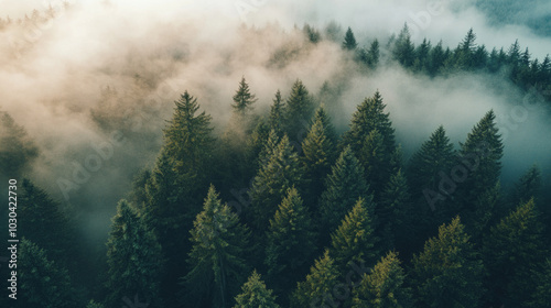 A serene view of a foggy forest at dawn with dense trees shrouded in mist creating a captivating atmosphere