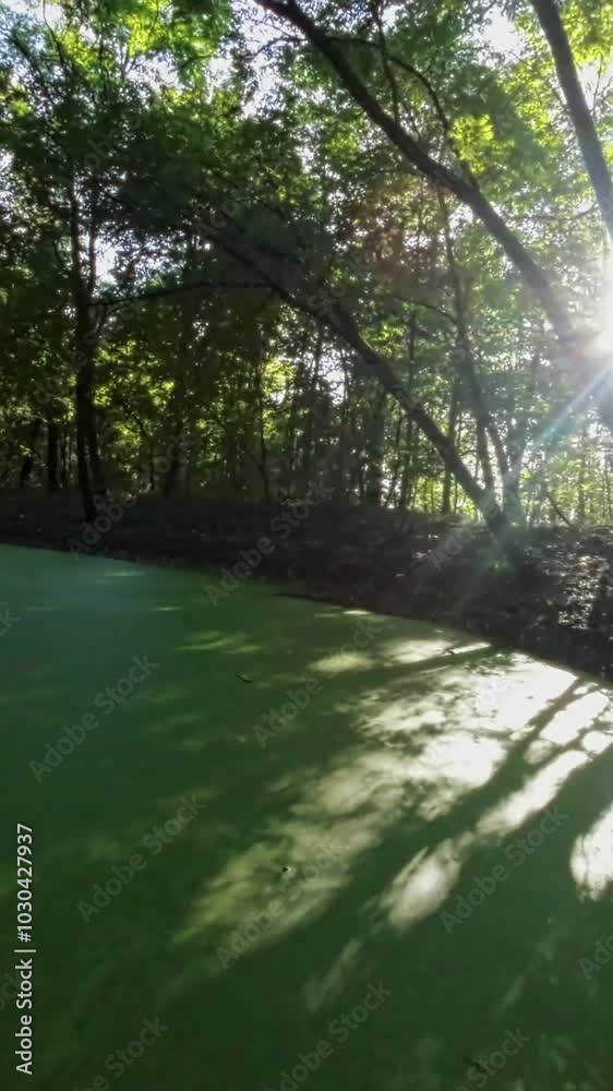 This is a video of a walk in the woods. The video is taken from the perspective of a person walking down a path in the woods. The path is surrounded by trees and shrubs. The trees are tall and have This is a video of a walk in the woods. The video is taken from the perspective of a person walking down a path in the woods. The path is surrounded by trees and shrubs. The trees are tall and have