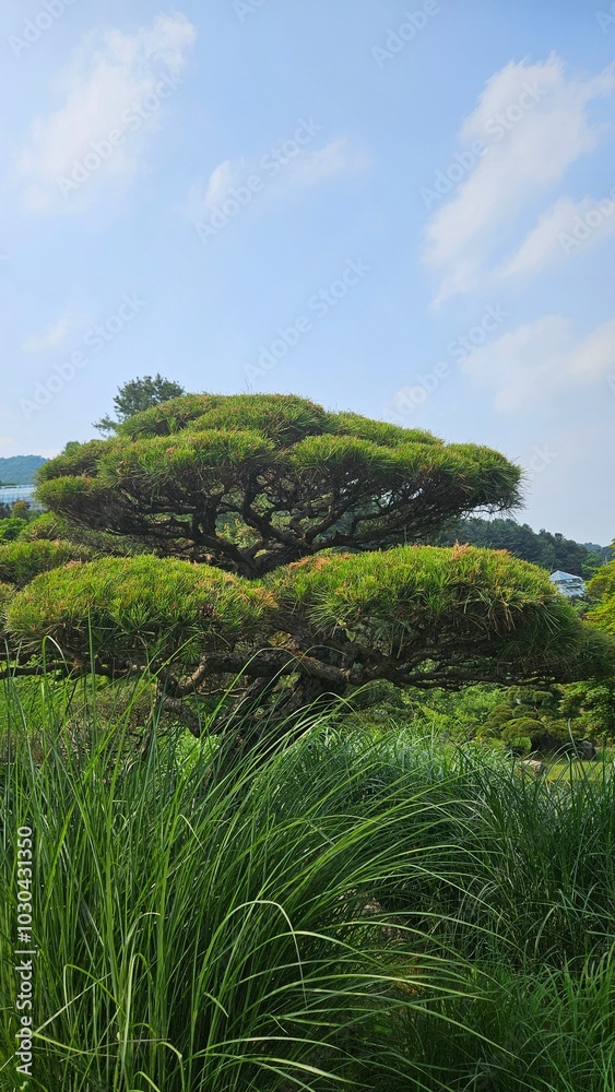 Always green pine trees in a green forest Always green pine trees in a green forest