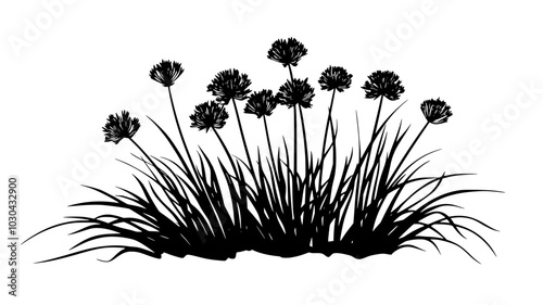Chives growing in clumps with thin, hollow leaves, vector illustration art