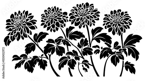 Chrysanthemum plant with multiple blooms and dark green foliage, vector illustration art