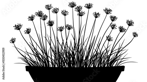 Chives growing in a thick clump with thin, hollow green leaves in a container, vector illustration art