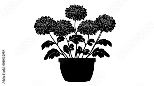 Chrysanthemums arranged upright in clusters in a planter, vector illustration art