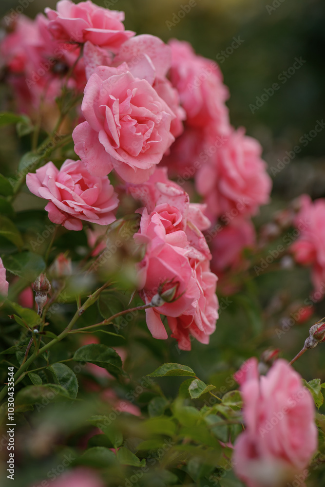 pink roses are blooming in the garden pink roses are blooming in the garden