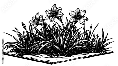 Daylilies blooming in a perennial garden along a concrete walkway, vector illustration art