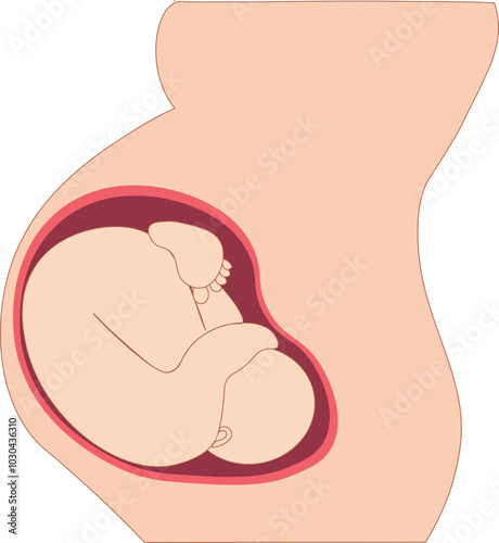 fetus in a womb
