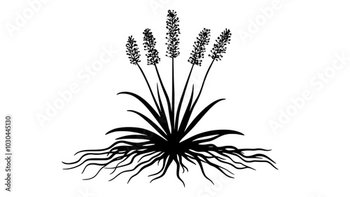 Broomrape sprouting near the roots of a host plant, vector illustration art