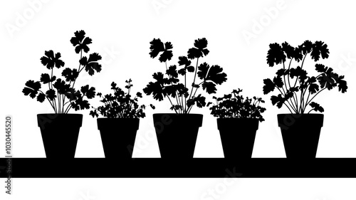 Cilantro plants with feathery leaves in kitchen windowsill, vector illustration art