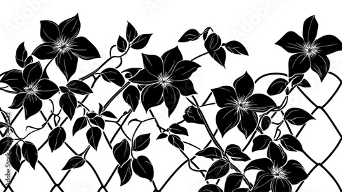 Clematis with large flowers climbing on a trellis with tendrils, vector illustration art
