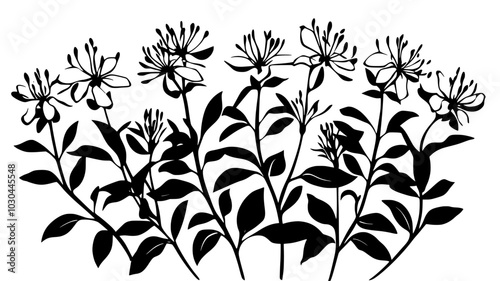 Cleome with spider-like flowers growing at the back of a border, vector illustration art