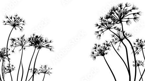 Dill plants with feathery foliage in vegetable garden, vector illustration art
