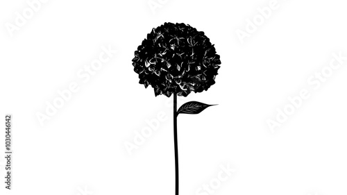 Dried hydrangea flower head with a papery texture on the stem, vector illustration art