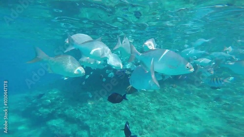 Huge School of Colorful Fish swimming in the Caribbean Sea on San Andres Island in Colombia. Shoaling and Schooling. Underwater Biodiversity Concept. Scuba diving in the Deep Blue Ocean