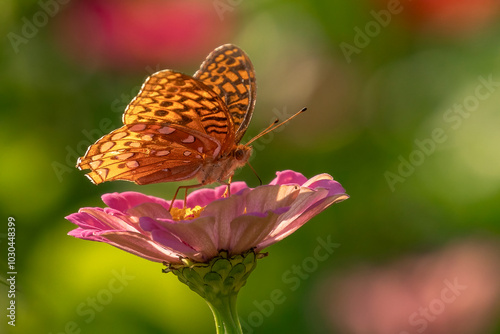 Great Spangled Fritillary Butterfly gathers nectar from summer flowers