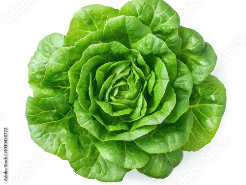 A fresh vibrant green lettuce head with intricate textured leaves showcased in a crisp isolated studio shot on a plain white background This organic