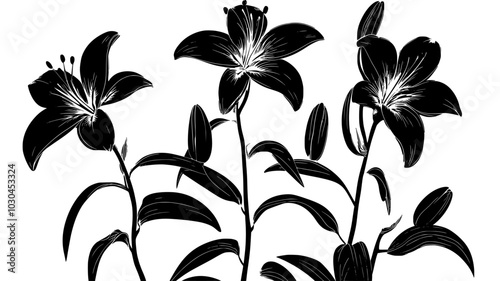 An Asiatic lily plant with several open blooms and unopened buds, vector illustration art