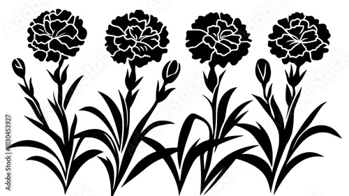 Carnation plant growing in the garden with multiple flower heads, vector illustration art