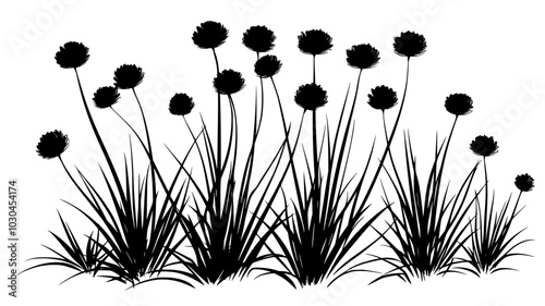 Chives growing in clumps with thin, hollow leaves, vector illustration art