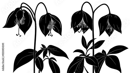 Close-up of bleeding heart flower showing inner structures, vector illustration art