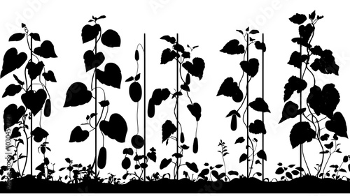 Cucumber plants climbing trellises in a nutrient film technique setup, vector illustration art