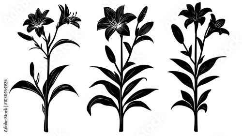 Daylily plants with multiple flower stalks in a garden, vector illustration art