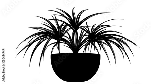 Dracaena plant with long, strappy leaves in an office space, vector illustration art